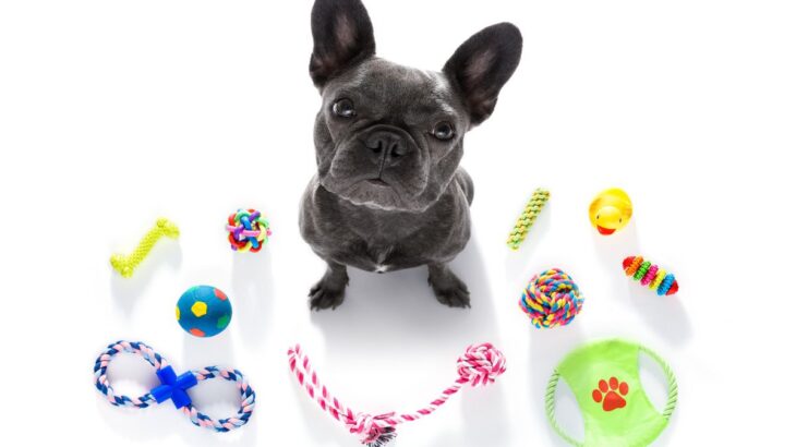 犬が興味を失ってしまう『おもちゃ』の特徴3つ　さっきまで遊んでたのに…突然飽きてしまう理由や対策法とは(ブログ)