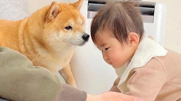 0歳児が階段を登れずにいたら、見ていた犬が…まさかの『赤ちゃんにお手本を見せる光景』が19万再生「賢すぎてびっくり」「いいお兄ちゃん」(ブログ)