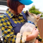 簡単に抱っこできていた赤ちゃん犬→1ヶ月ごとに写真を撮った結果…1歳のサイズ感ではない『ビフォーアフター』に絶賛の声「素晴らしい成長」(ブログ)