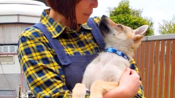 簡単に抱っこできていた赤ちゃん犬→1ヶ月ごとに写真を撮った結果…1歳のサイズ感ではない『ビフォーアフター』に絶賛の声「素晴らしい成長」(ブログ)