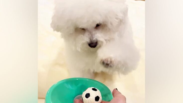 犬に『ボールマシン』を与えてみた結果→『一生懸命練習をした成果』に感動「天才かつ努力家」「自分流の遊び方見つけるのもすごい」と50万再生(ブログ)