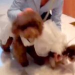 2匹の犬たちに『結婚式で指輪を届ける役』をしてもらった結果…まさかの『正反対の行動を見せる光景』が話題「爆速で笑った」「素敵」と6万再生(ブログ)