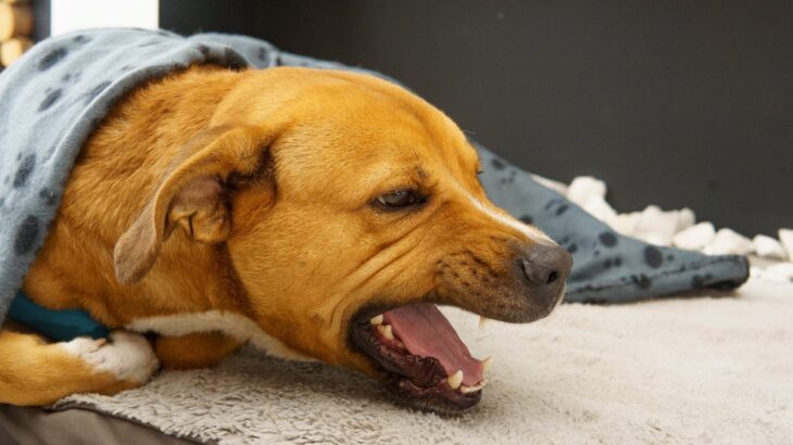 犬の『咳』が止まらない原因5選　様子見でも大丈夫？治療が必要な症状まで(ブログ)