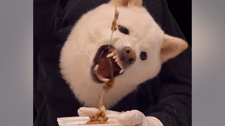 納豆を『犬と二人羽織で食べてみた』結果…腹筋崩壊する『衝撃のチャレンジ』が57万再生「可愛すぎるコンビ」「最近で一番笑ったｗｗ」と大爆笑(ブログ)
