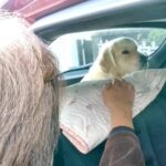 誰にでもフレンドリーな大型犬がおばあちゃんに会ったら…完全に想定外な『まさかの展開』が2万再生「ガン無視で草」「可愛い人見知りｗ」(ブログ)