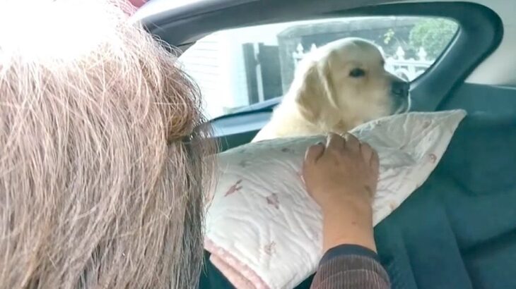 誰にでもフレンドリーな大型犬がおばあちゃんに会ったら…完全に想定外な『まさかの展開』が2万再生「ガン無視で草」「可愛い人見知りｗ」(ブログ)