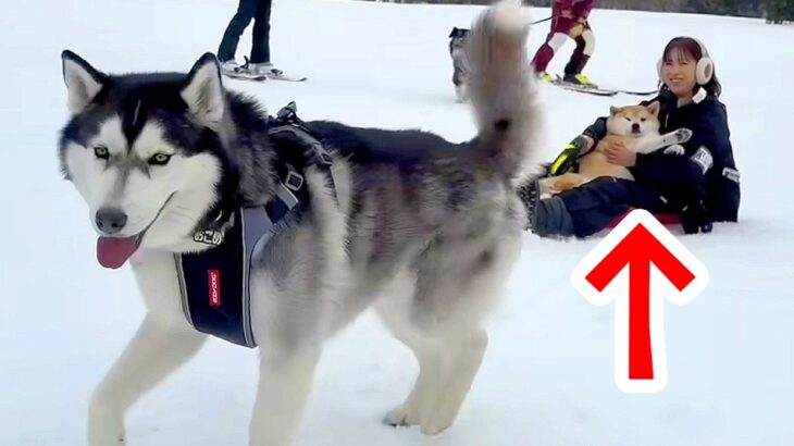 スキー場で犬が動かなくなったので『大型犬に運んでもらった』結果…想像以上のパワーと『まさかのハプニング』が19万再生「腹筋崩壊したｗ」(ブログ)