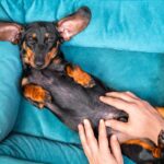 犬が警戒していないときの行動5つ　愛おしくなる仕草の理由から安心させるための方法まで(ブログ)