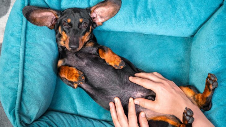 犬が警戒していないときの行動5つ　愛おしくなる仕草の理由から安心させるための方法まで(ブログ)