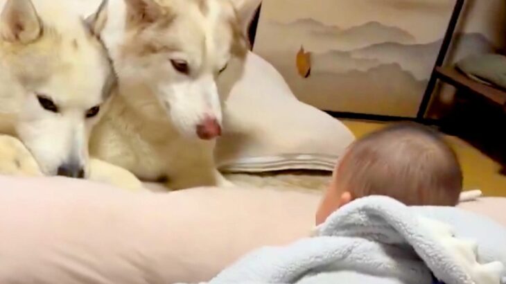 生後6ヶ月の赤ちゃんが目を覚ましたら、目の前に…大型犬たちによる『おはようの光景』が話題に　守っているような鉄壁っぷり思わず感動(ブログ)