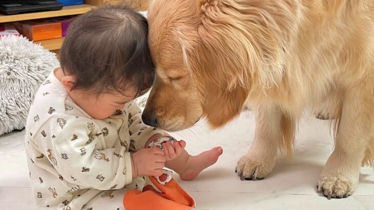 赤ちゃんのよだれかけが『犬に取られてしまった』結果→見ていた大型犬が…正義感溢れる『まさかの行動』が43万再生「母性愛」「優しすぎ」(ブログ)