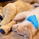 『子犬と同じ大きさのぬいぐるみ』を購入→数年後…当時が嘘のような『現在の姿』が58万再生「立派で可愛い」「ニヤニヤが止まらん」と悶絶(ブログ)
