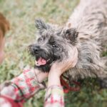 犬のモチベーションを上げる『褒め方』4選　愛犬の意欲を高めるポイントや注意点まで(ブログ)