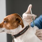 犬の予防接種について｜ワクチンの種類から対策できる病気まで【獣医が解説】(ブログ)