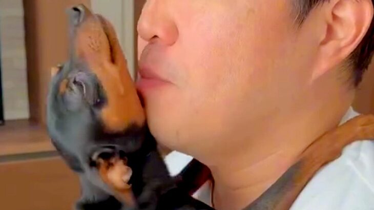 散歩に行きたくない犬に『散歩』と言った結果…あまりにもあざとい『まさかの拒否方法』が47万再生「言葉理解してるｗ」「仕草可愛すぎ」と悶絶(ブログ)