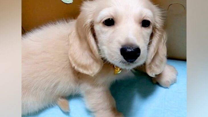 家にお迎えした日『あまりにも小さかった赤ちゃん犬』が…すっかり大きくなった『5年後の現在』が64万再生「今も昔もかわいい」「成長感じる」(ブログ)