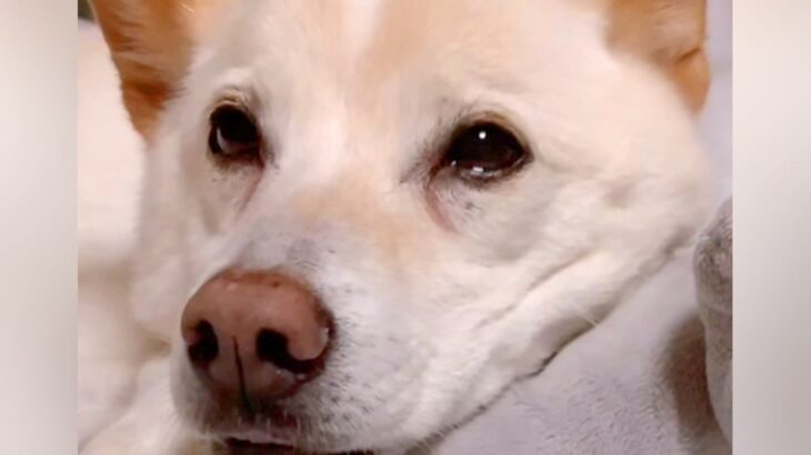 どうしても飼い主と一緒に寝たい犬が、お布団で…まさかの『日本語で文句を言う光景』が366万再生「前世人間ｗ」「完全に喋ってて笑った」(ブログ)