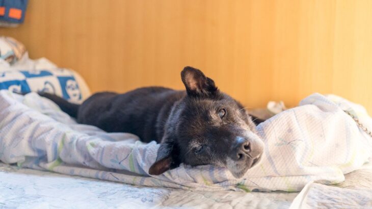 愛犬が寝たきりになる前にすべき対策とは　動けなくなる原因から介護の可能性まで(ブログ)