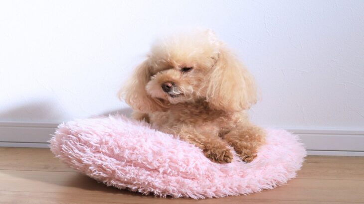 犬が『わがまま』を言っているサイン4選　自分勝手な犬がする行動や正しい対応まで(ブログ)