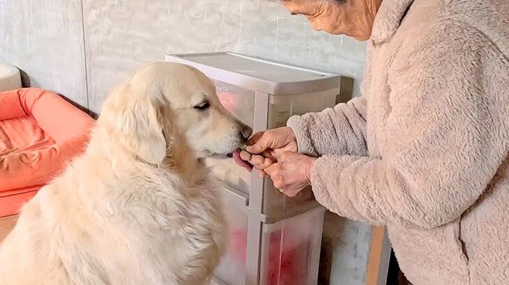 おばあちゃんのことが大好きな大型犬→『１日中べったりくっつく光景』が平和そのものだと6万再生「疲れ吹っ飛んだ」「素敵な関係」と絶賛続々(ブログ)