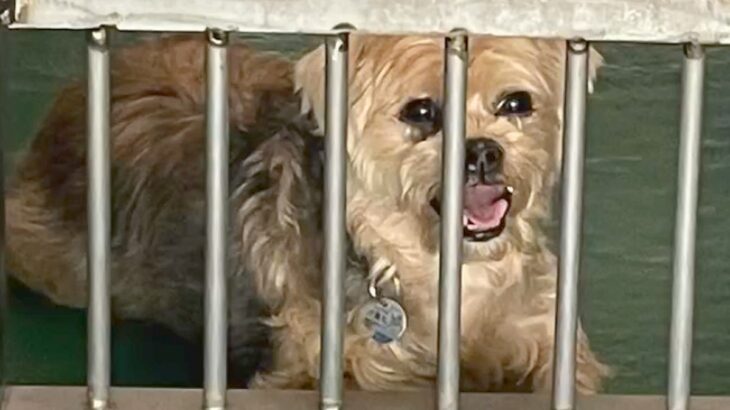 『もう処分してほしい』最愛の人に裏切られた老犬を保護…悲しすぎる物語と『1ヶ月後の姿』に涙が止まらないと22万再生「表情の変化に泣いた」(ブログ)