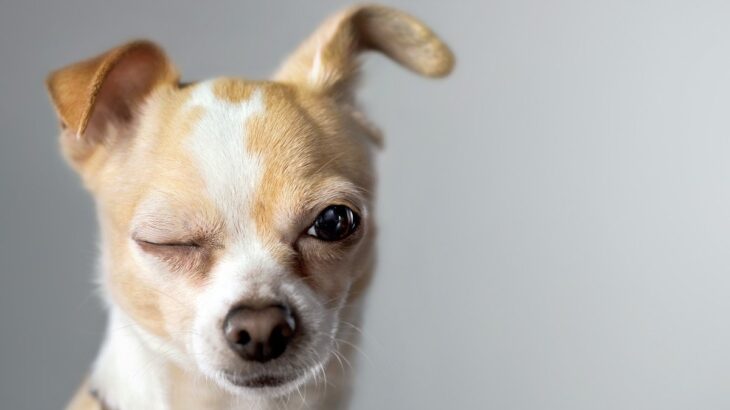 犬の『視力が落ちた』ときにする行動7選　視力低下の原因や目の健康を維持する方法まで(ブログ)