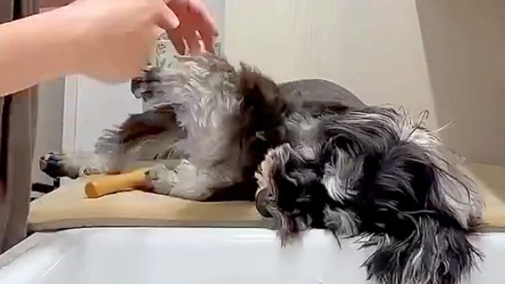 お散歩後に犬の体を洗っていたら、眠たすぎて…大変すぎる『まさかの光景』が13万再生「すべてを委ねてるｗ」「参考になった」称賛の声も(ブログ)