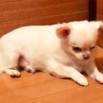 『今日は外に出たくない気分なのに…』犬に首輪をつけた結果→この世の終わりのように『絶望してしまう光景』が21万再生「わかりやすくて草」(ブログ)