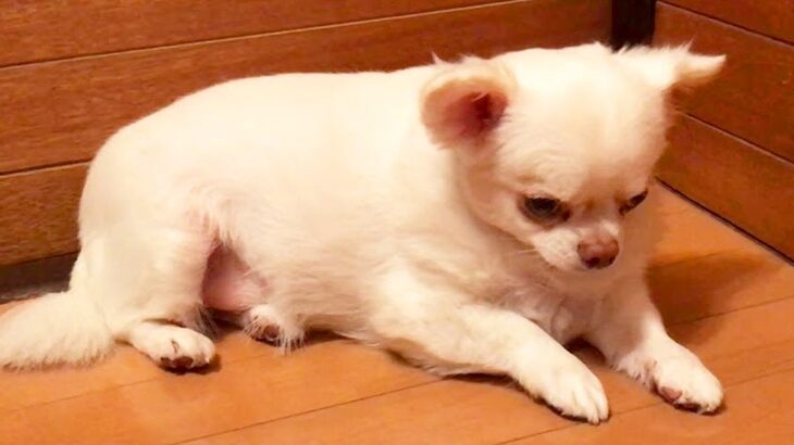 『今日は外に出たくない気分なのに…』犬に首輪をつけた結果→この世の終わりのように『絶望してしまう光景』が21万再生「わかりやすくて草」(ブログ)