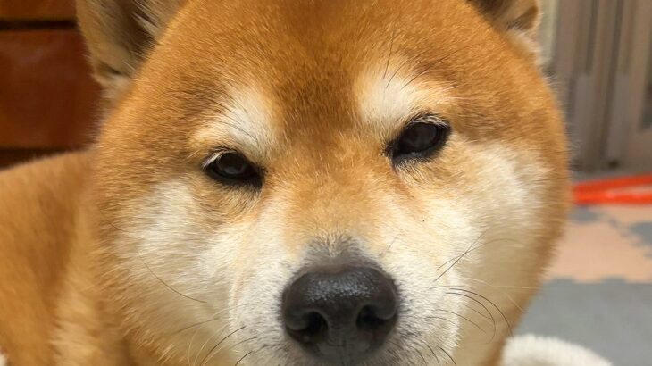 おばあちゃん猫に育てられた犬→亡くなった後も…まさかの『現在の仕草』が猫すぎると11万表示「教え守ってて偉い」「良い教育」と絶賛の声(ブログ)