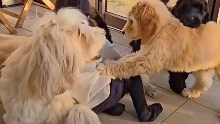 小さな女の子に犬が飛びついた結果→隣にいた大型犬が…まさかの『守りながら激怒する光景』が16万再生「すごいしか言えない」「素敵な関係」(ブログ)