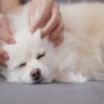 犬が寝ているときに飼い主がしてはいけない『絶対NG行為』7つ　今すぐにやめるべき行動とは？(ブログ)