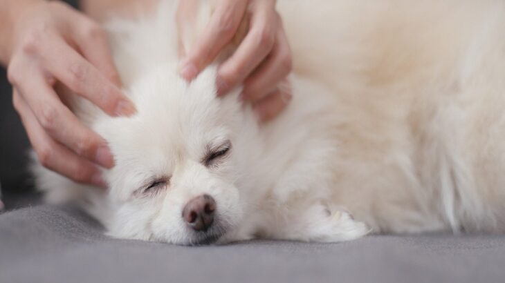 犬が寝ているときに飼い主がしてはいけない『絶対NG行為』7つ　今すぐにやめるべき行動とは？(ブログ)