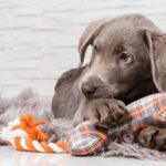 犬が『寂しかった』と伝えているときにする行動5選　孤独を感じさせないために飼い主ができることとは？(ブログ)