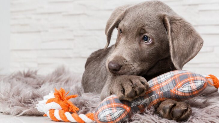 犬が『寂しかった』と伝えているときにする行動5選　孤独を感じさせないために飼い主ができることとは？(ブログ)