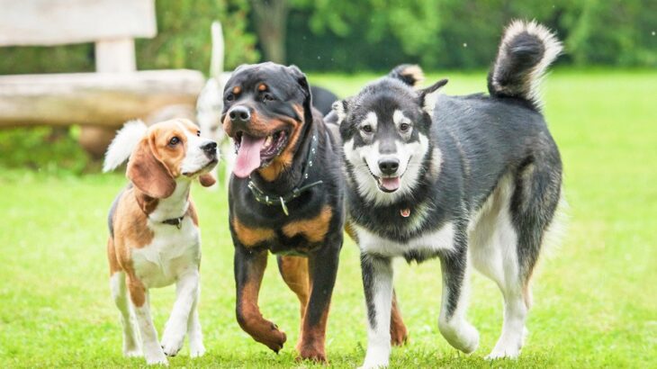 犬から『モテる犬』の共通点5選　主な特徴や他犬に好かれる理由までご紹介(ブログ)