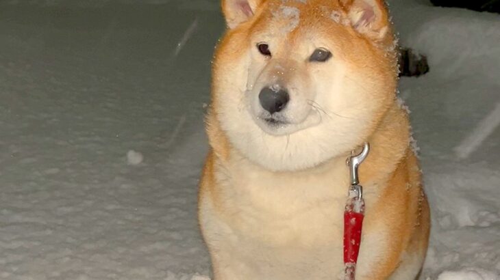 大雪が降る中、犬の散歩に出かけた結果…絶望的すぎる『帰りたくない病を発症する光景』が37万再生「お察しします…ｗ」「開き直りで草」(ブログ)