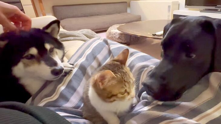 子猫を保護して家族に迎えた結果、先住犬たちが…『子猫を囲む会』を開催する光景が泣けると1万再生「優しくて涙出る」「幸せな気持ちになった」(ブログ)