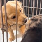離れ離れになる兄妹犬→別れを察した結果…涙なしでは見られない『最後のご挨拶』が383万再生「もらい泣きした」「感情のある子で尊い」(ブログ)