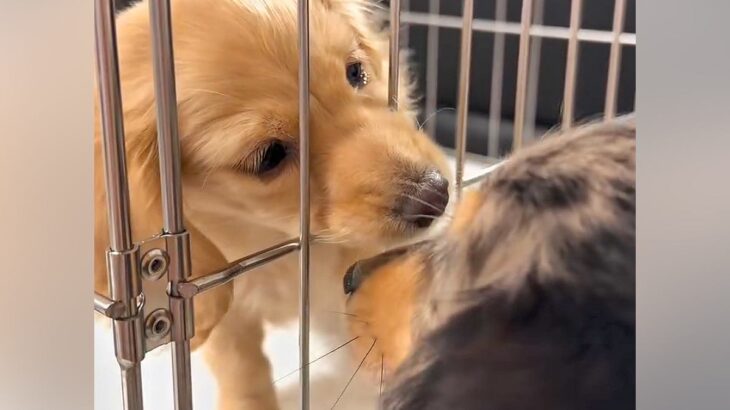 離れ離れになる兄妹犬→別れを察した結果…涙なしでは見られない『最後のご挨拶』が383万再生「もらい泣きした」「感情のある子で尊い」(ブログ)