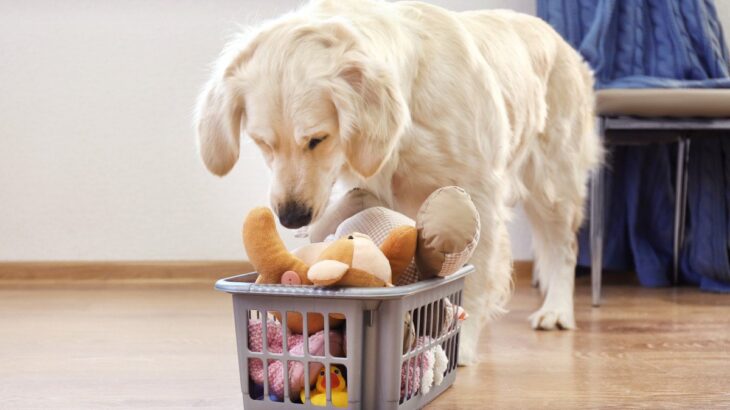 愛犬と遊ばないと起こる悪影響3つ　心身に与えるリスクから遊ぶ頻度や時間まで解説(ブログ)