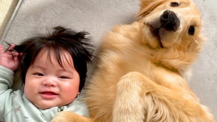 大型犬が生後11ヵ月になったら…まだまだやんちゃな一面と成長が感じられる姿が話題に「元気いっぱいでかわいい」「とってもお利口さん」(ブログ)