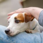 犬に『NGなスキンシップ』5選　愛犬が激怒したり不信感を抱いてしまう行為とは？(ブログ)