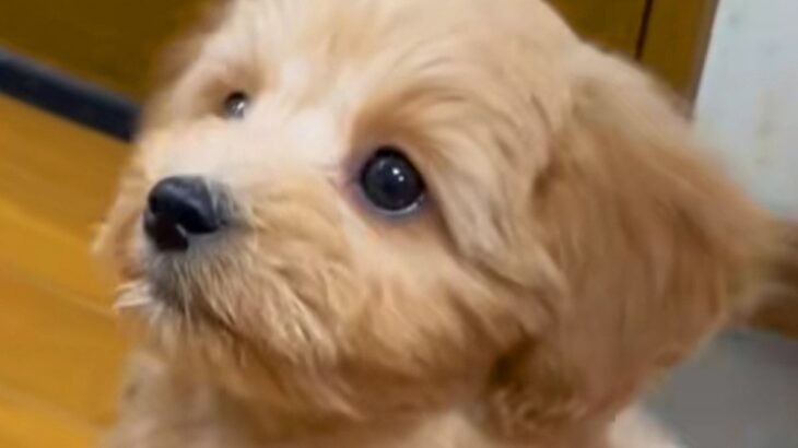 『この子はあまり大きくならないです』と言われて飼った犬が…数ヶ月後、思っていたのと違う『衝撃の姿』が440万再生「育ちすぎｗ」「最高」(ブログ)