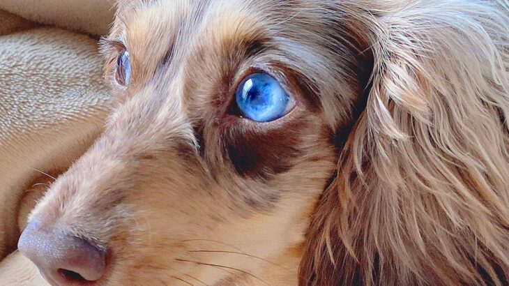 犬の横顔を撮影してみた結果…想像を超える『美しすぎる姿』に2万いいね集まる「青空みたい、神々しい」「術式展開しそう」驚きと絶賛の声(ブログ)
