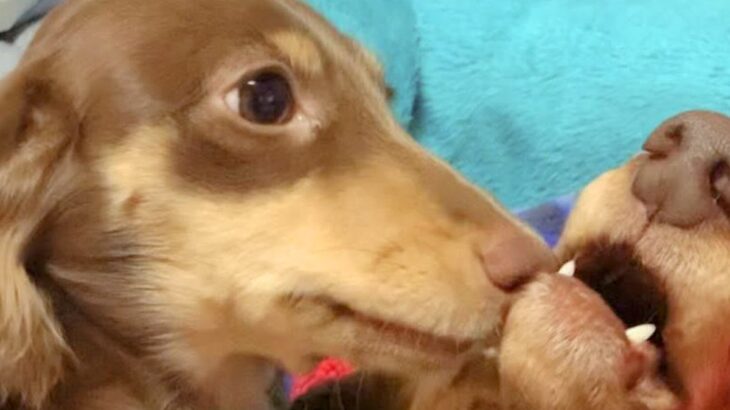高齢犬が寝ていると全力で起こす子犬→まさかの『念入りな口臭チェック目覚まし』に爆笑「激しくて笑ったｗ」「ぜひ派遣してほしい」と24万再生(ブログ)