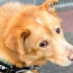 散歩中、小さい子どもに『犬！！！』と声を掛けられた結果→まさかの『可愛すぎる表情』に10万いいね「ドヤ顔が良い」「人が好きなのわかる」(ブログ)