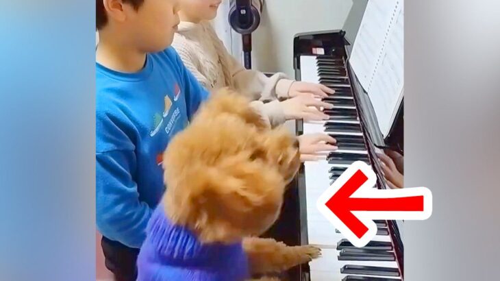 2人の子どもがピアノ連弾していたら、犬が割り込んできて…賢すぎる『まさかの行動』が44万再生「ピアニスト誕生」「かわいい三重奏」と絶賛(ブログ)