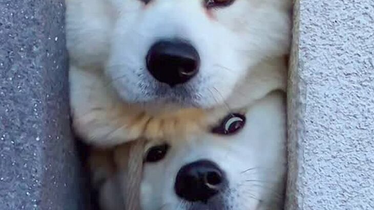 隙間から顔を出す2匹の大型犬→思った以上に『平和で可愛すぎる攻防戦』が2万再生「白目になってるの可愛いｗ」「瞬間で入れ替わるのすごい」(ブログ)