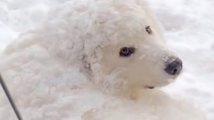 『いぬ…じゃない！？』庭に雪が積もったので、超大型犬が外に出た結果…まさかの『羊のようになる光景』が26万再生「同化してて草」と絶賛(ブログ)